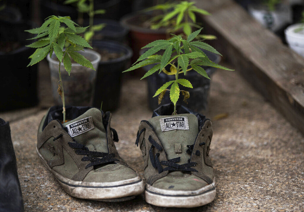 APTOPIX Mexico Marijuana